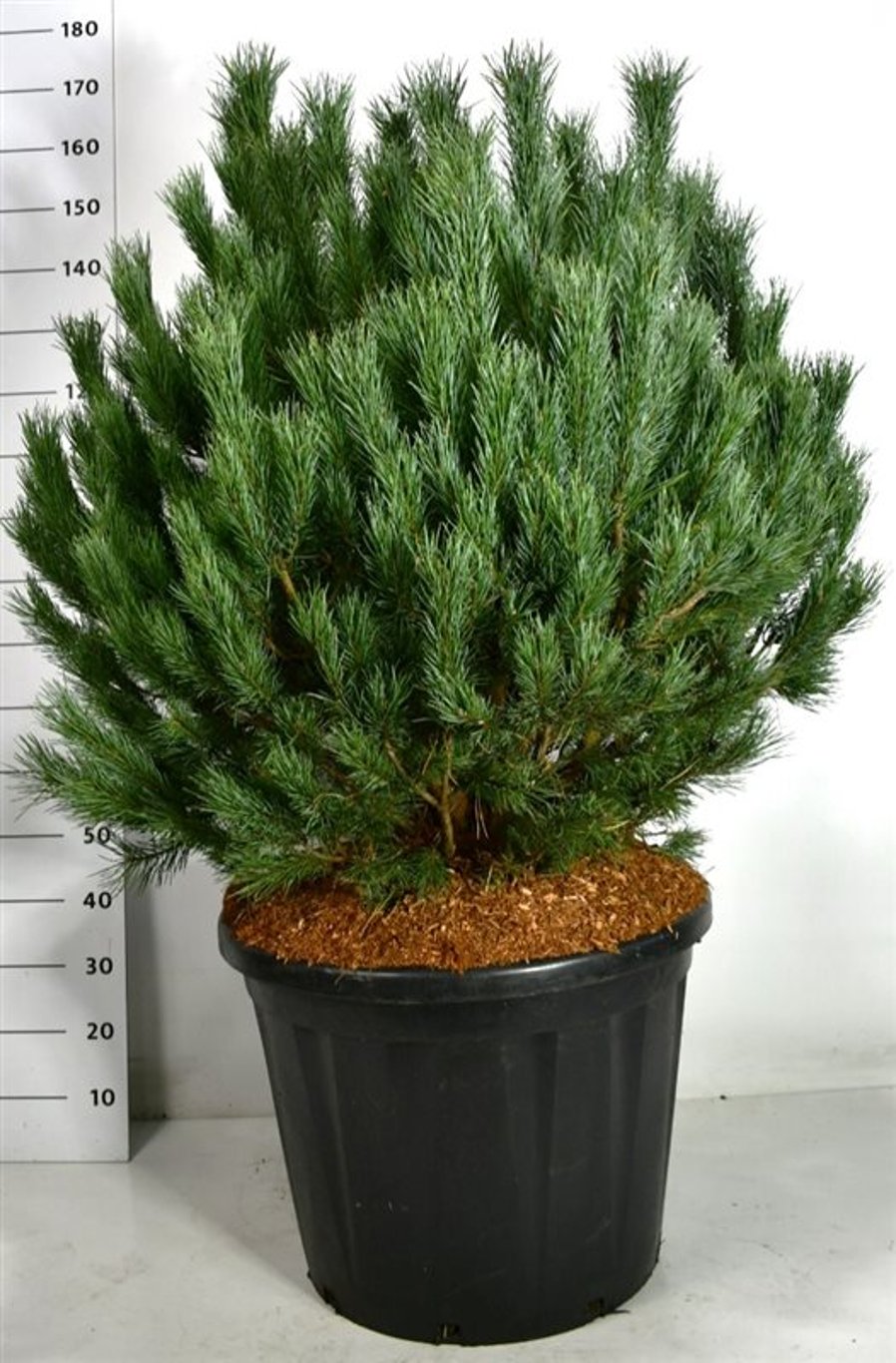 Pinus sylv. 'Watereri' - C110 100-120 CM